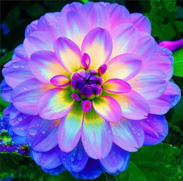 HD WallPapers from Collection - Dahlia