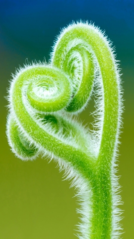 HD WallPapers from Collection - Macro Wallpapers