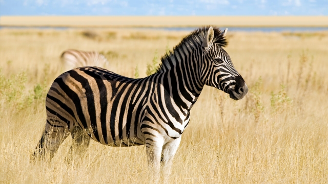 HD WallPapers from Collection - Zebra