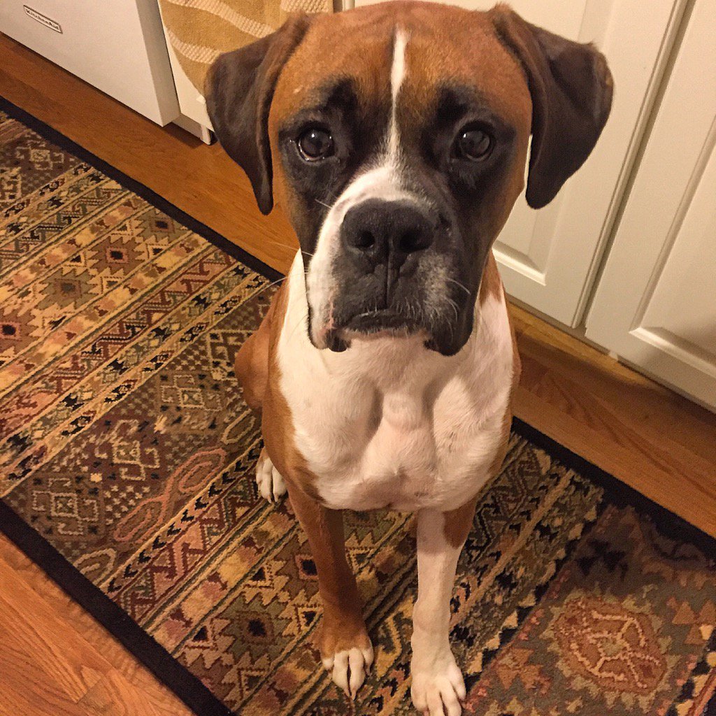 HD WallPapers from Collection - Boxer