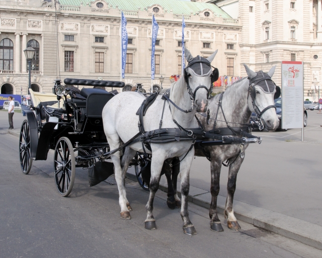 HD WallPapers from Collection - Horse Drawn Vehicle