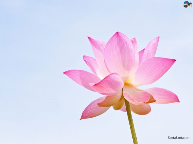 HD WallPapers from Collection - Lotus