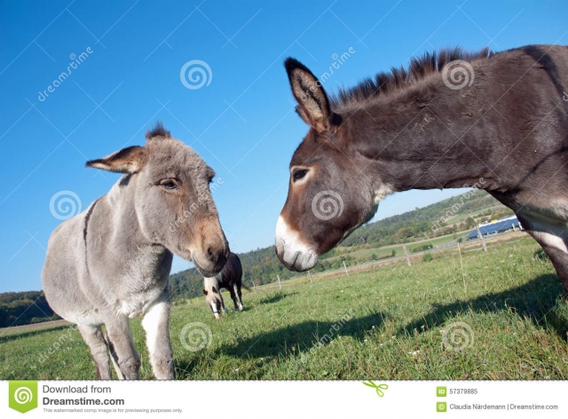 HD WallPapers from Collection - Maultier